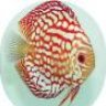 Aquadominus